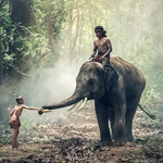 Animals Jigsaw Puzzle - Elephants