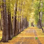 Autumn Garden - Find 100 Butterflies