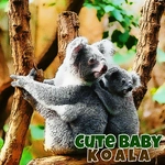 Cute Baby Koala Bear